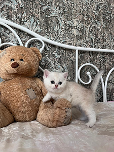 Briti lühikarvaline (3 foto / 8)