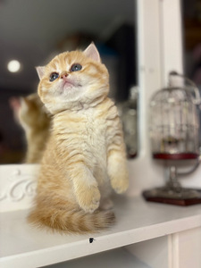 British shorthair (5 foto / 10)