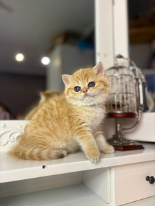 British shorthair (8 foto / 10)