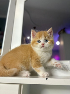 British shorthair (3 foto / 10)