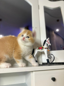 British shorthair (7 foto / 10)