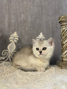 Munchkin (9 foto / 10)