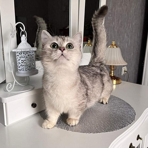 Munchkin (10 foto / 10)