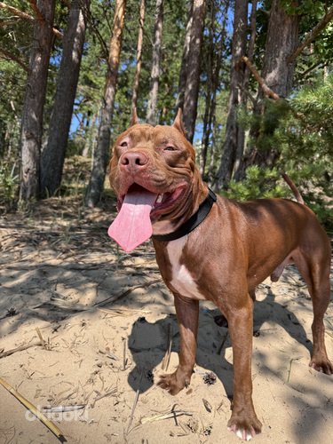 Ameerika pitbullterjer ootab pruuti