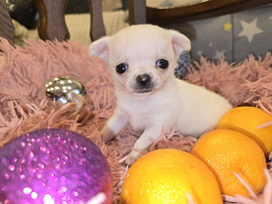 Čivava (2 foto no 8)