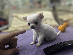 Čivava (5 foto no 8)