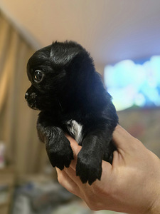 Чихуахуа (5 фото из 10)