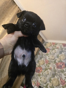 Чихуахуа (7 фото из 10)