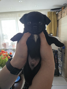 Чихуахуа (10 фото из 10)