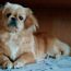 Pekino šuniukas (nuotrauka #1)
