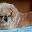 Pekino šuniukas (nuotrauka #3)