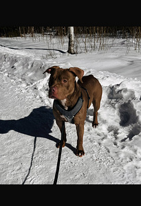Amerikanpitbullterrieri (3 valokuva sivusta 5)