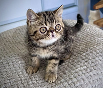 Exotic shorthair cat