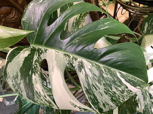 Variegated Monstera albo 1 leaf cutting Tallinn Estonia (1 foto / 8)