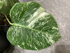 Variegated Monstera albo 1 leaf cutting Tallinn Estonia (5 foto / 8)