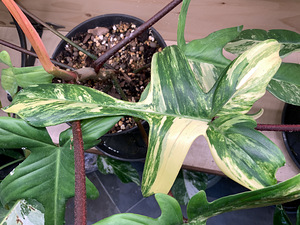Variegated Philodendron Florida Beauty aurea yellow (2 foto / 4)