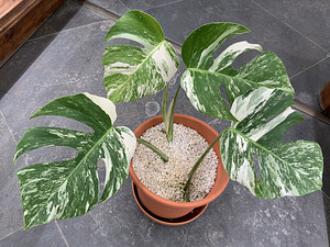 Variegated Monstera albo 4 leafs plant Tallinn Estonia (1 foto / 1)