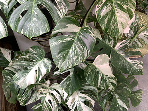 Leaves cutting variegated Monstera albo Borsigiana Tallinn (1 foto / 1)