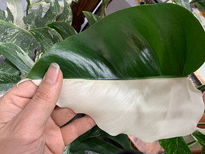 Haft moon leaves variegated Monstera also Borsigiana Tallinn (3 foto / 3)