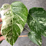 5 leafs Monstera albo variegated 40€ (foto #1)