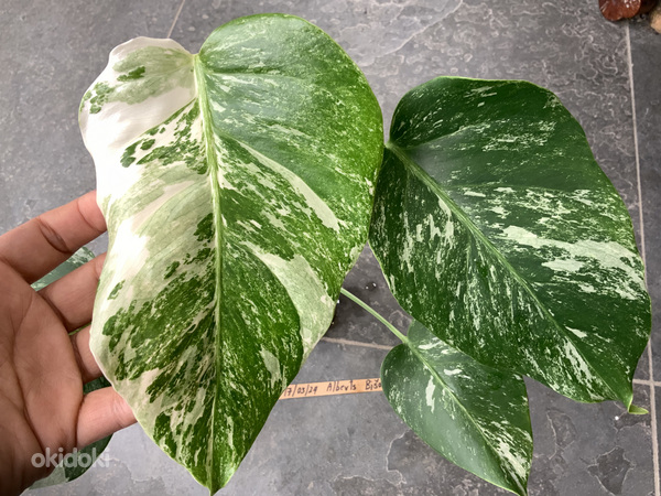 5 leafs Monstera albo variegated 40€ (foto #1)