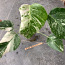 5 leafs Monstera albo variegated 40€ (foto #2)