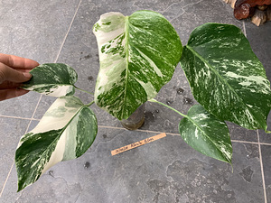 5 leafs Monstera albo variegated 40€ (2 foto / 8)