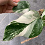 5 leafs Monstera albo variegated 40€ (foto #4)
