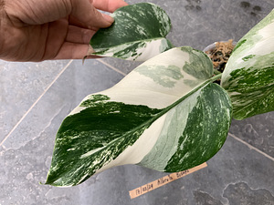 5 leafs Monstera albo variegated 40€ (4 foto / 8)