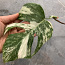 1 leaf cutting Monstera albo variegated (foto #1)