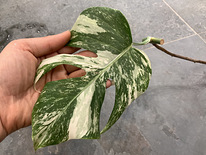1 leaf cutting Monstera albo variegated