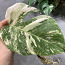 €25 Monstera albo variegated highly (фото #2)