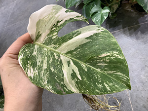 25 € Monstera albo variegated highly (2 foto / 6)
