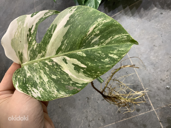 Monstera albo highly variegated (фото #1)