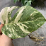 Monstera albo highly variegated (фото #2)
