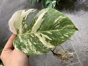 Monstera albo highly variegated (2 foto / 5)