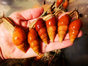 Eksootilised puu-teod Limicolaria Orange
