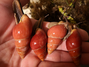 Eksootiline puutigu Limikolaria Red (2 foto / 4)
