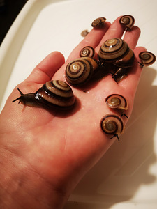 Eksootilised teod Caracoluse sagemon (2 foto / 4)