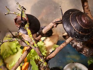 Tigud Pleurodont excellens (pleurodonte excellens) (4 foto / 9)