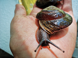 Tigud Pleurodont excellens (pleurodonte excellens) (3 foto / 9)