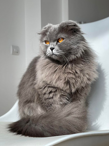 Scottish fold otsib peigmeest (2 foto / 3)