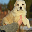 Centrālāzijas aitu suns (foto #1)