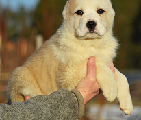 Centrālāzijas aitu suns