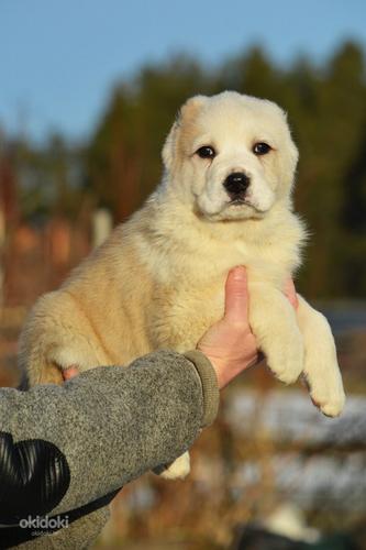 Centrālāzijas aitu suns (foto #1)