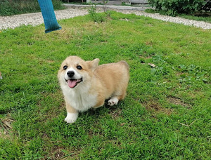 Wels corgi pembroke bobtail (3 foto / 3)
