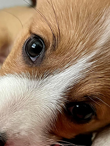 Walesi corgi pembroke (2 foto / 5)
