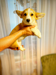 Walesi corgi pembroke (1 foto / 2)