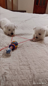 West white terrier (2 foto / 6)