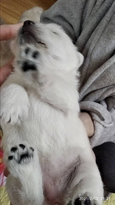 West white terrier (3 foto / 6)